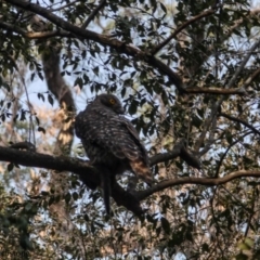 Ninox strenua at Illaroo, NSW - 18 Dec 2019