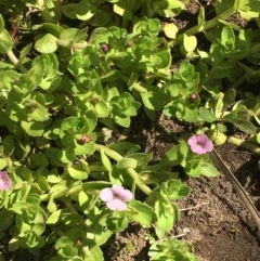 Gratiola peruviana (Australian Brooklime) at Numeralla, NSW - 16 Dec 2019 by JaneR