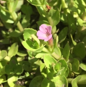 Gratiola peruviana at Numeralla, NSW - 16 Dec 2019