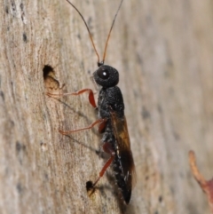 Megalyra sp. (genus) (Long-tailed wasp) at ANBG - 17 Dec 2019 by TimL