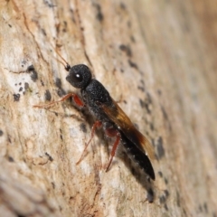 Megalyra sp. (genus) at Acton, ACT - 17 Dec 2019