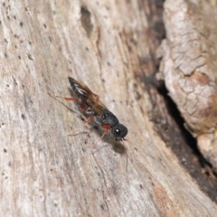 Megalyra sp. (genus) at Acton, ACT - 17 Dec 2019 12:51 PM