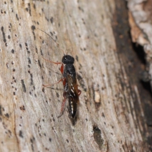 Megalyra sp. (genus) at Acton, ACT - 17 Dec 2019 12:51 PM