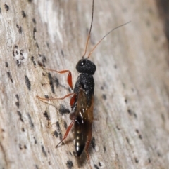 Megalyra sp. (genus) at Acton, ACT - 17 Dec 2019 12:51 PM