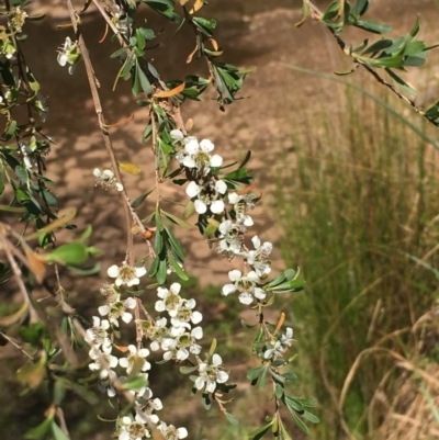 Leptospermum obovatum (River Tea Tree) at Numeralla, NSW - 16 Dec 2019 by JaneR
