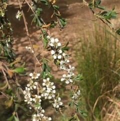 Leptospermum obovatum (River Tea Tree) at Numeralla, NSW - 16 Dec 2019 by JaneR