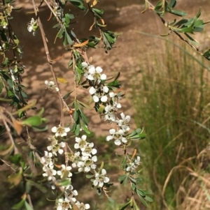 Leptospermum obovatum at Numeralla, NSW - 16 Dec 2019