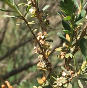 Leptospermum obovatum at Numeralla, NSW - 16 Dec 2019 04:18 PM