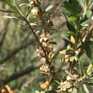 Leptospermum obovatum at Numeralla, NSW - 16 Dec 2019