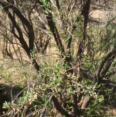 Leptospermum obovatum at Numeralla, NSW - 16 Dec 2019 04:18 PM