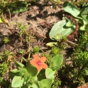 Lysimachia arvensis at Numeralla, NSW - 16 Dec 2019 03:54 PM