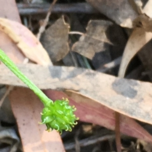 Ranunculus lappaceus at Numeralla, NSW - 16 Dec 2019