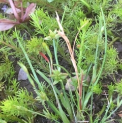 Juncus capitatus (Dwarf Rush) at Numeralla, NSW - 16 Dec 2019 by JaneR