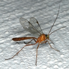 Netelia sp. (genus) (An Ichneumon wasp) at Ainslie, ACT - 17 Dec 2019 by jb2602