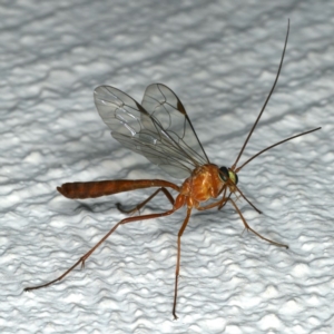 Netelia sp. (genus) at Ainslie, ACT - 17 Dec 2019 09:23 PM