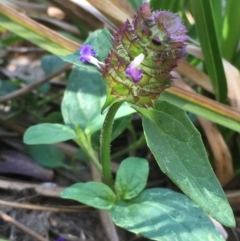 Prunella vulgaris (Self-heal, Heal All) at Numeralla, NSW - 16 Dec 2019 by JaneR