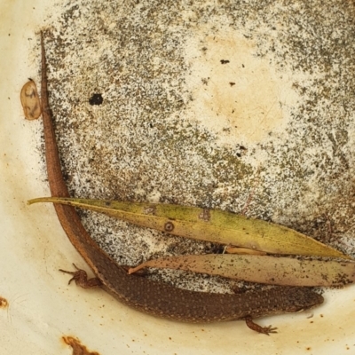 Saproscincus mustelinus (Weasel Skink) at Wallaga Lake, NSW - 19 Dec 2019 by JoyGeorgeson