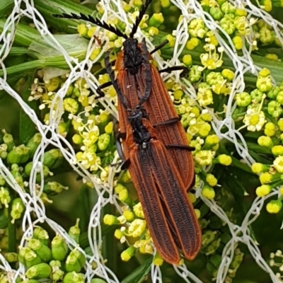 Lycidae sp. (family) (Net-winged beetle) at Wallaga Lake, NSW - 18 Dec 2019 by Volplana