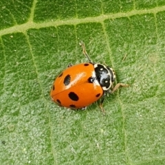 Hippodamia variegata (Spotted Amber Ladybird) at Wallaga Lake, NSW - 18 Dec 2019 by JoyGeorgeson