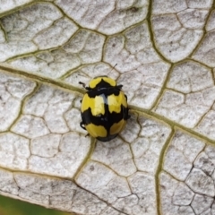 Illeis galbula (Fungus-eating Ladybird) at Wallaga Lake, NSW - 19 Dec 2019 by JoyGeorgeson