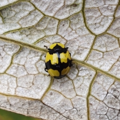 Illeis galbula (Fungus-eating Ladybird) at Wallaga Lake, NSW - 19 Dec 2019 by JoyGeorgeson