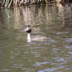 Podiceps cristatus (Great Crested Grebe) at Fyshwick, ACT - 16 Dec 2019 by Alison Milton