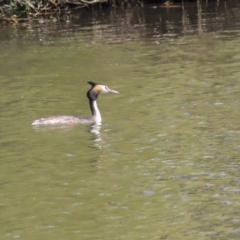 Podiceps cristatus at Fyshwick, ACT - 17 Dec 2019