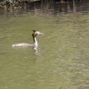 Podiceps cristatus at Fyshwick, ACT - 17 Dec 2019