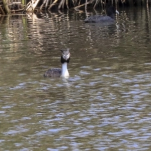 Podiceps cristatus at Fyshwick, ACT - 17 Dec 2019