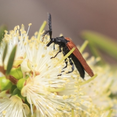 Porrostoma sp. (genus) (Lycid, Net-winged beetle) at Jerrabomberra Wetlands - 17 Dec 2019 by AlisonMilton