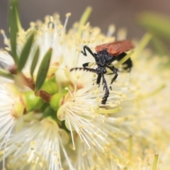 Porrostoma sp. (genus) at Fyshwick, ACT - 17 Dec 2019 11:05 AM