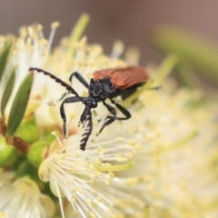 Porrostoma sp. (genus) at Fyshwick, ACT - 17 Dec 2019