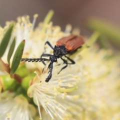 Porrostoma sp. (genus) at Fyshwick, ACT - 17 Dec 2019