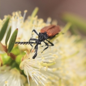 Porrostoma sp. (genus) at Fyshwick, ACT - 17 Dec 2019 11:05 AM