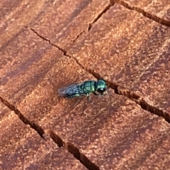 Primeuchroeus sp. (genus) (Cuckoo Wasp) at Aranda, ACT - 19 Dec 2019 by Jubeyjubes