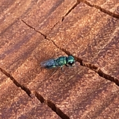 Chrysididae (family) (Cuckoo wasp or Emerald wasp) at Aranda, ACT - 19 Dec 2019 by Jubeyjubes