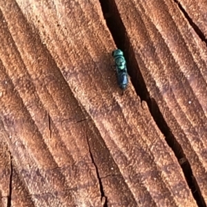 Primeuchroeus sp. (genus) at Aranda, ACT - 19 Dec 2019 07:11 PM