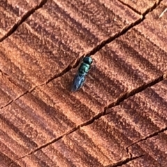 Primeuchroeus sp. (genus) at Aranda, ACT - 19 Dec 2019 07:11 PM