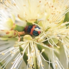 Dicranolaius bellulus (Red and Blue Pollen Beetle) at Fyshwick, ACT - 17 Dec 2019 by AlisonMilton