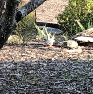 Ocyphaps lophotes at Aranda, ACT - 19 Dec 2019