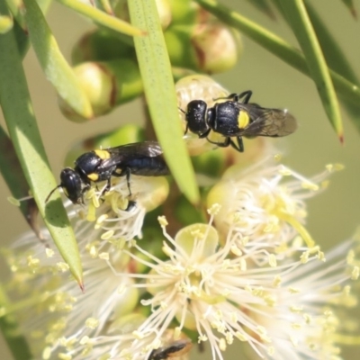 Amphylaeus (Agogenohylaeus) nubilosellus at Fyshwick, ACT - 17 Dec 2019 by AlisonMilton