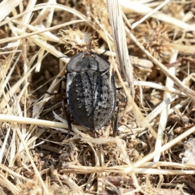 Helea ovata (Pie-dish beetle) at Fyshwick, ACT - 16 Dec 2019 by AlisonMilton