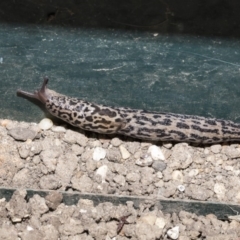 Limax maximus (Leopard Slug, Great Grey Slug) at Higgins, ACT - 17 Dec 2019 by Alison Milton