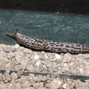 Limax maximus at Higgins, ACT - 18 Dec 2019