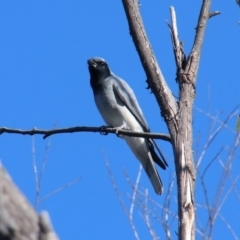 Coracina novaehollandiae (Black-faced Cuckooshrike) at Alpine, NSW - 7 Nov 2018 by JanHartog