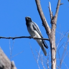 Coracina novaehollandiae (Black-faced Cuckooshrike) at Alpine - 7 Nov 2018 by JanHartog