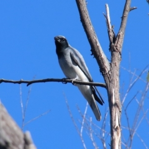 Coracina novaehollandiae at Upper Nepean - 8 Nov 2018