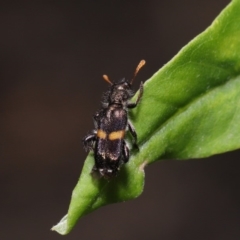 Eleale pulchra (Clerid beetle) at ANBG - 17 Dec 2019 by TimL