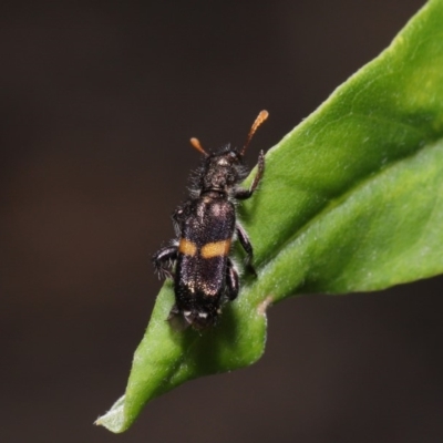 Eleale pulchra (Clerid beetle) at Acton, ACT - 17 Dec 2019 by TimL