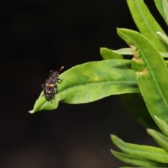 Eleale pulchra at Acton, ACT - 17 Dec 2019